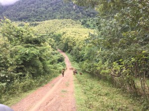 Grazing the long acre