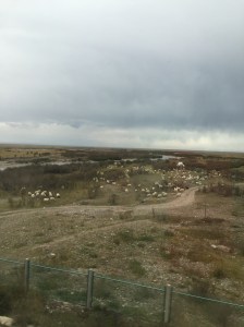 Sheep herd on the Tibetan Plateau