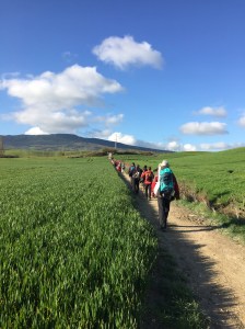 Gerry walking path through crop filled fields