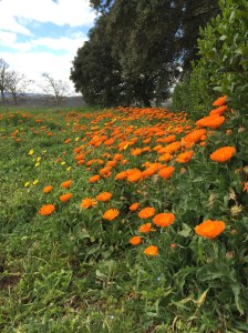 Flowers on route to Uterga