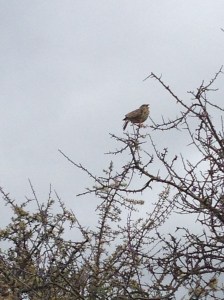 One of our musical companions