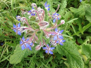 Bee gathering nectar