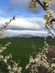 Fields of green & snow covered hills
