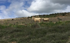 Flock of shepherded goats and sheep
