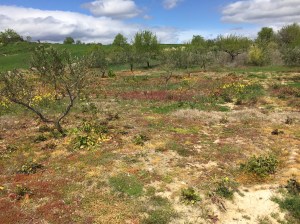 Colourful scrubland near Sansol