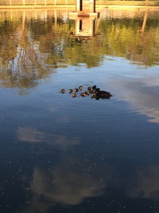 Cute duck family in the Parque