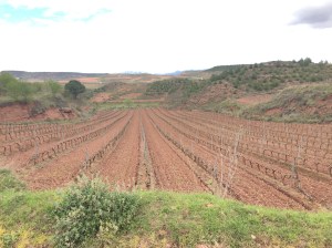One of the many vineyards on our route