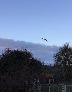 A Crane rising with the sun.