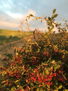 Pretty berries by the path
