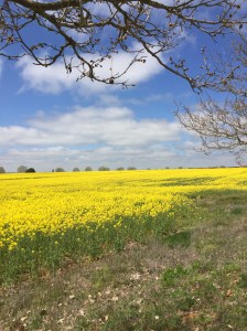 Beautiful field of rapeseed at Calzada del Coto
