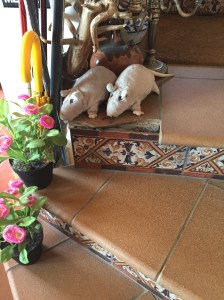 Cousins of Ratty and Rosie