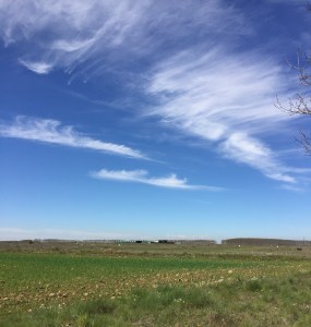 Lovely Cirrus clouds