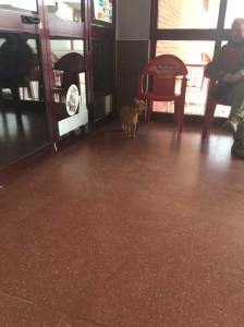 Dog waiting for the bus