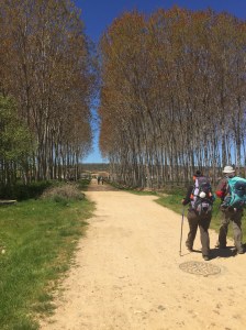 Lovely tree lined path into Villares de Orbigo