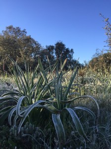 Early morning frost on plants