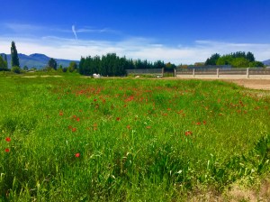 Field of flowers near Camponaraya