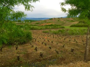 Vineyards outside Camponaraya