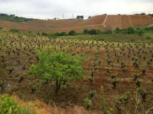 Well ordered vineyards