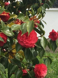 Some of the beautiful flowers