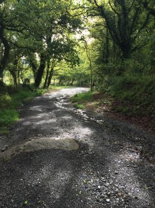 The beauty of light and greenery