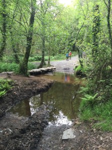 On the forest path to Boente