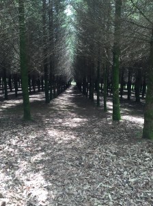 Mathematical grid planting