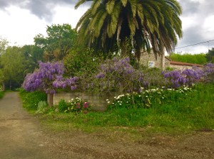 Colourful flowering boundary of property beside the path