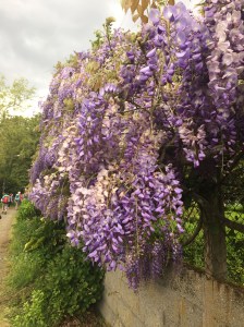 Beautiful wisteria flowers