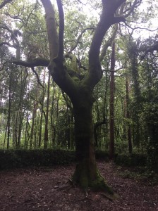 Mystical part of the forest