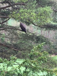 Vulture waiting patiently